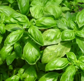 Basilic