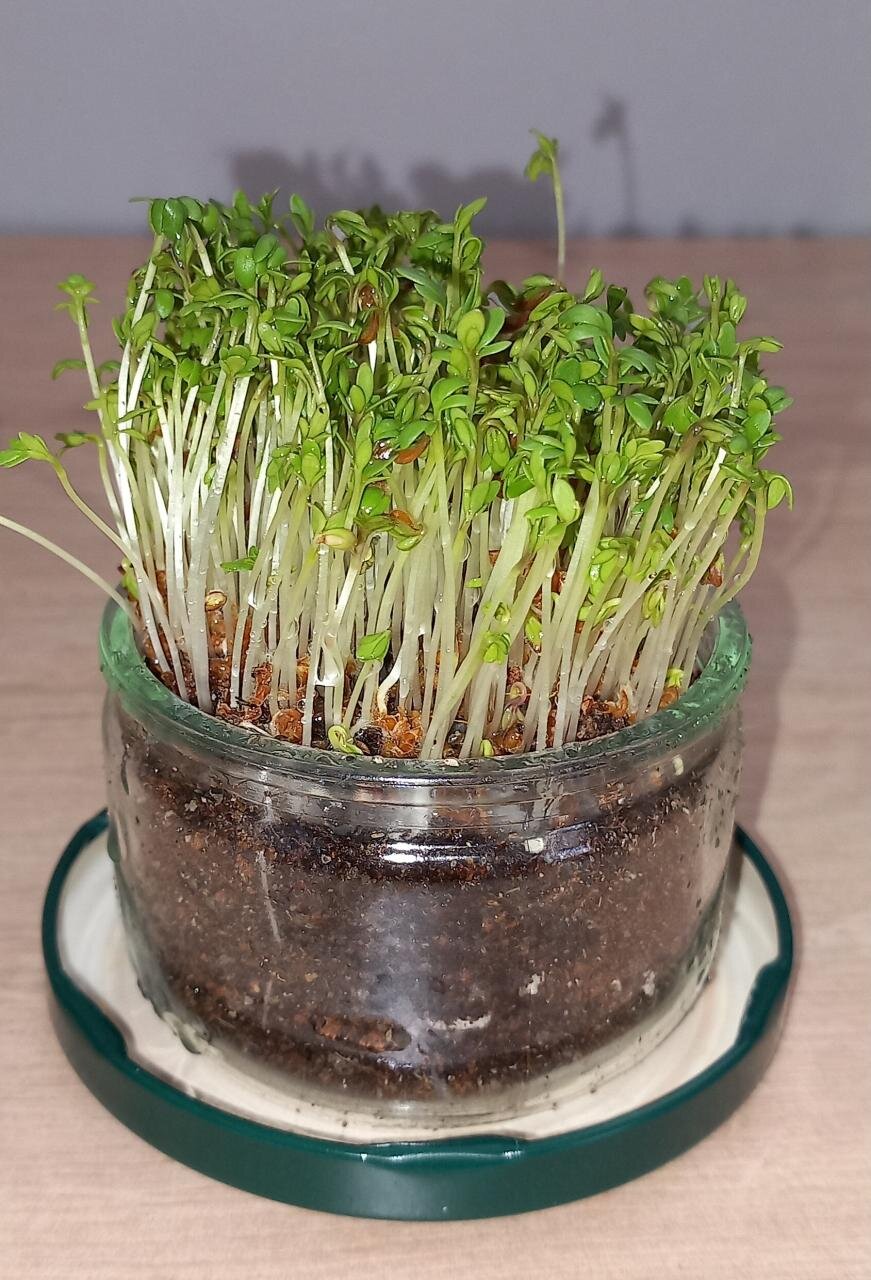 Cresson micro pousses 🌱 Uniquement en précommande