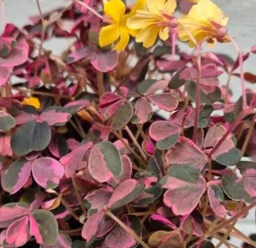 Feuilles d'oxalis