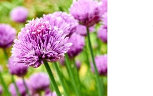 Fleur de ciboulette