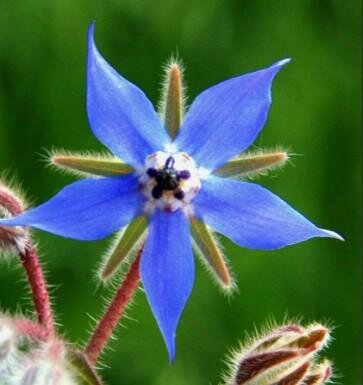 Fleurs de bourrache