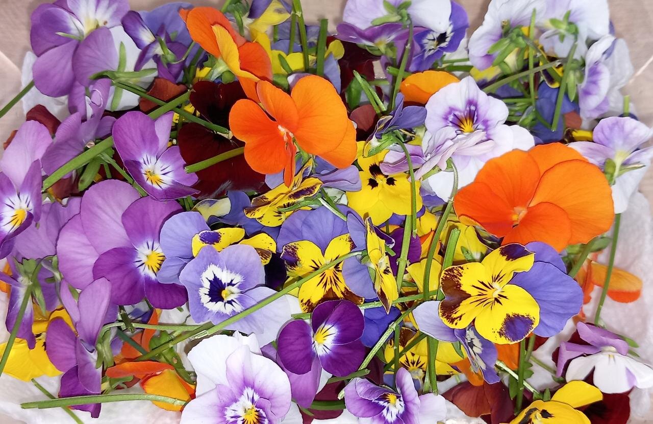 Fleurs de pensées