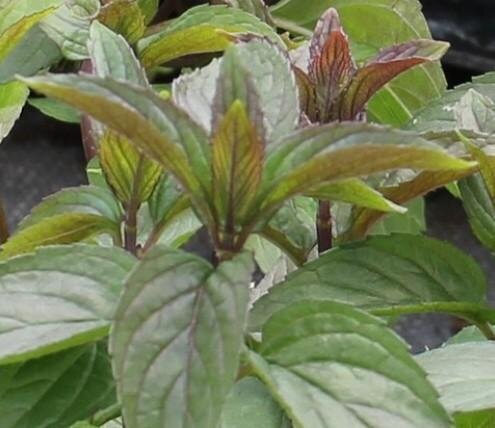 Menthe chocolat