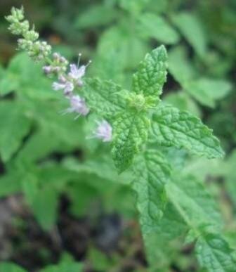 Menthe fraise