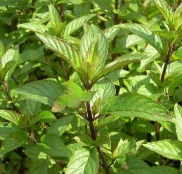 Menthe poivrée