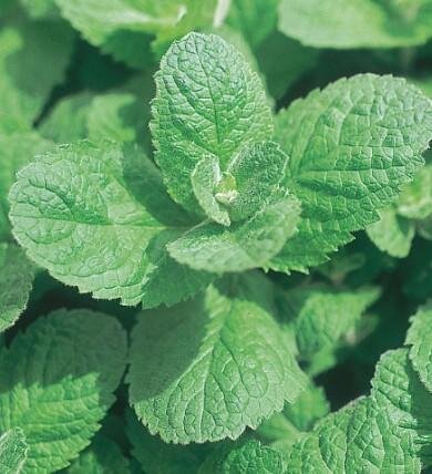 Menthe pomme