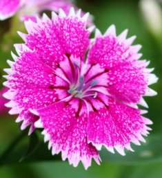 Fleurs d'œillets