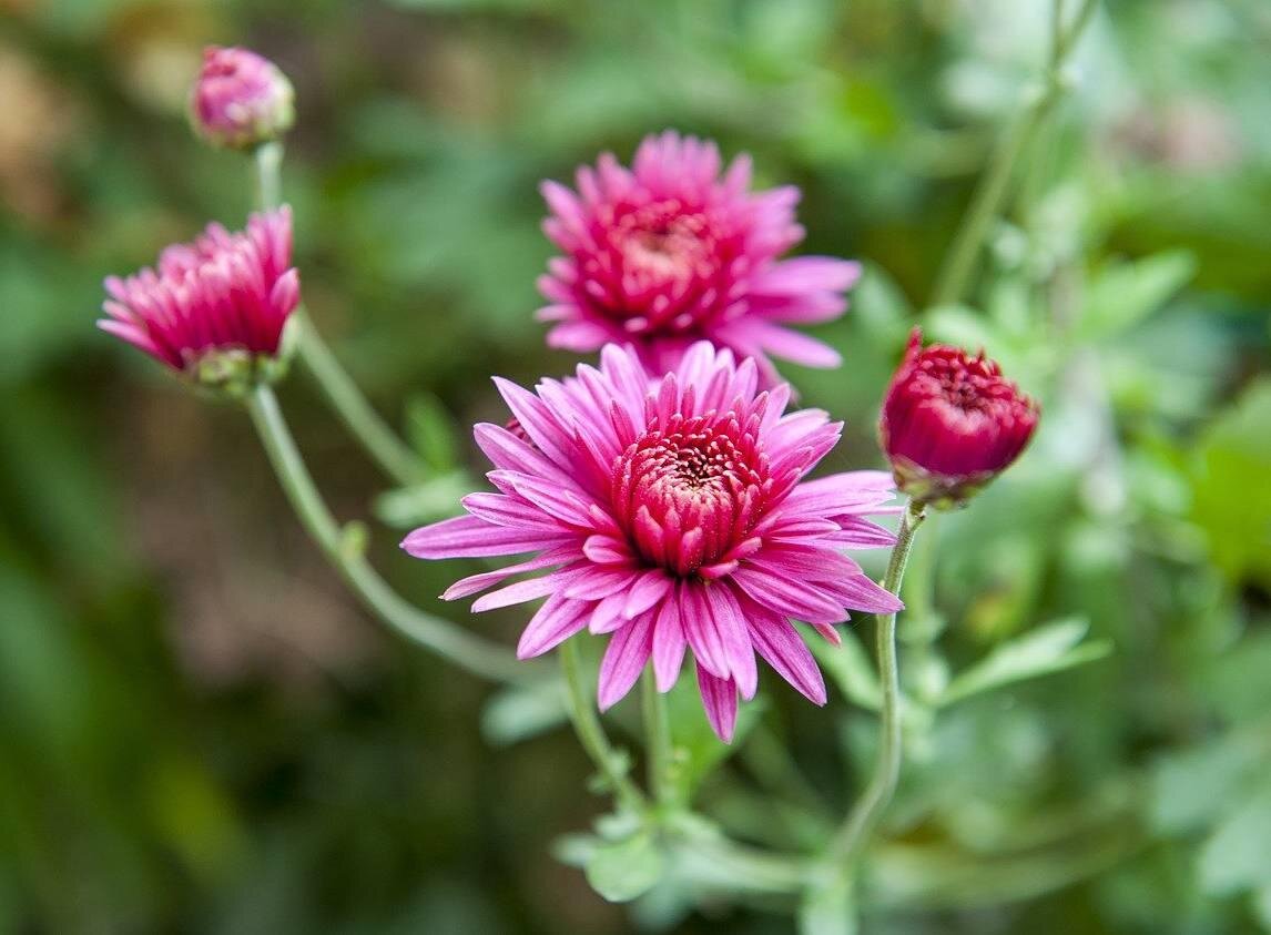 Pétales de marguerittes d'automne