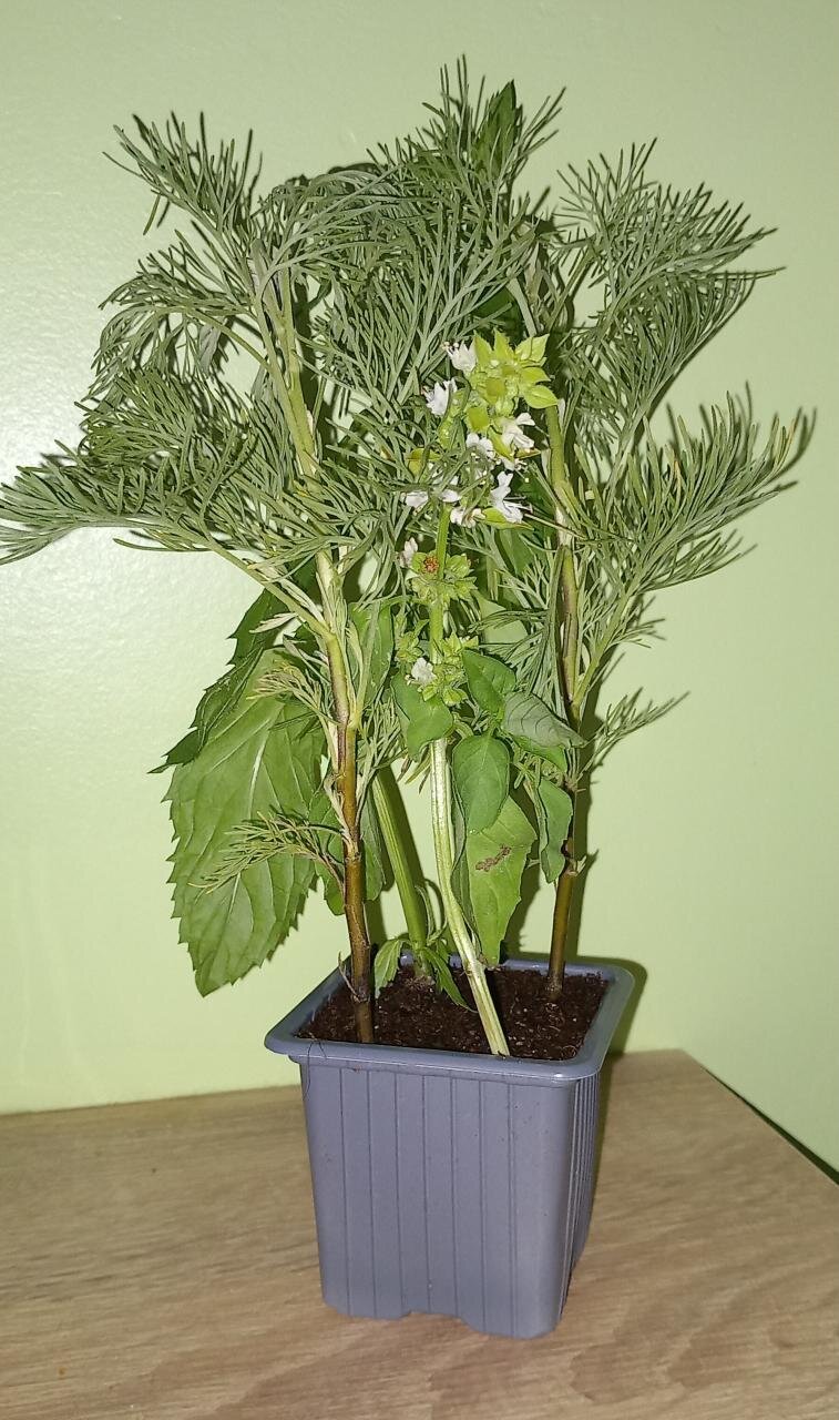 Pot anti-moustique - 3 aromatiques odorantes
