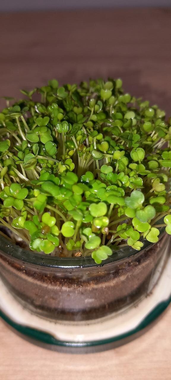 Roquette micro pousses 🌱 Uniquement en précommande