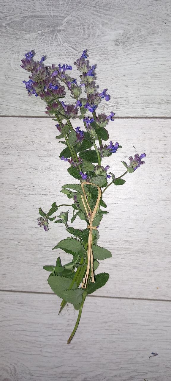 Sauge verticillée