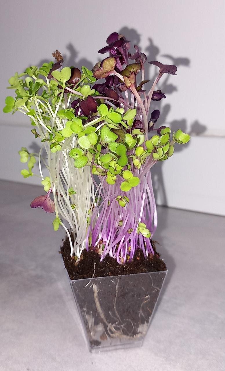 Trio de micro-pousses lot 1 : Radis Pourpre, Brocoli, Chou Rouge🌱 Uniquement en précommande