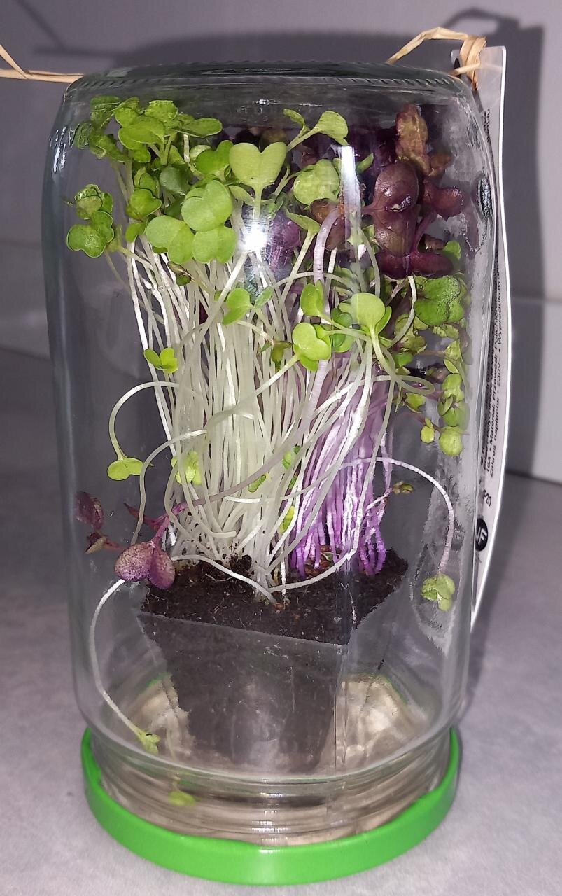 Trio de micro-pousses lot 2 : Chou Kale, Roquette, Radis Daïkon 🌱 Uniquement en précommande