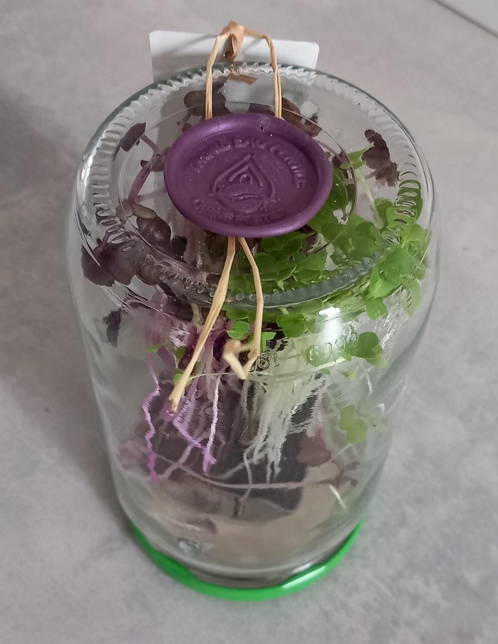 Trio de micro-pousses lot 3 : Chou Kale, Roquette et Cresson 🌱 Uniquement en précommande